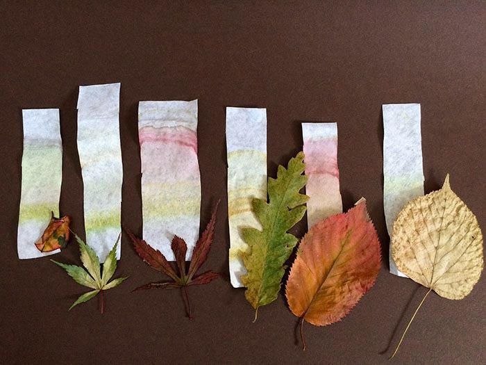 Leaf Chromatography